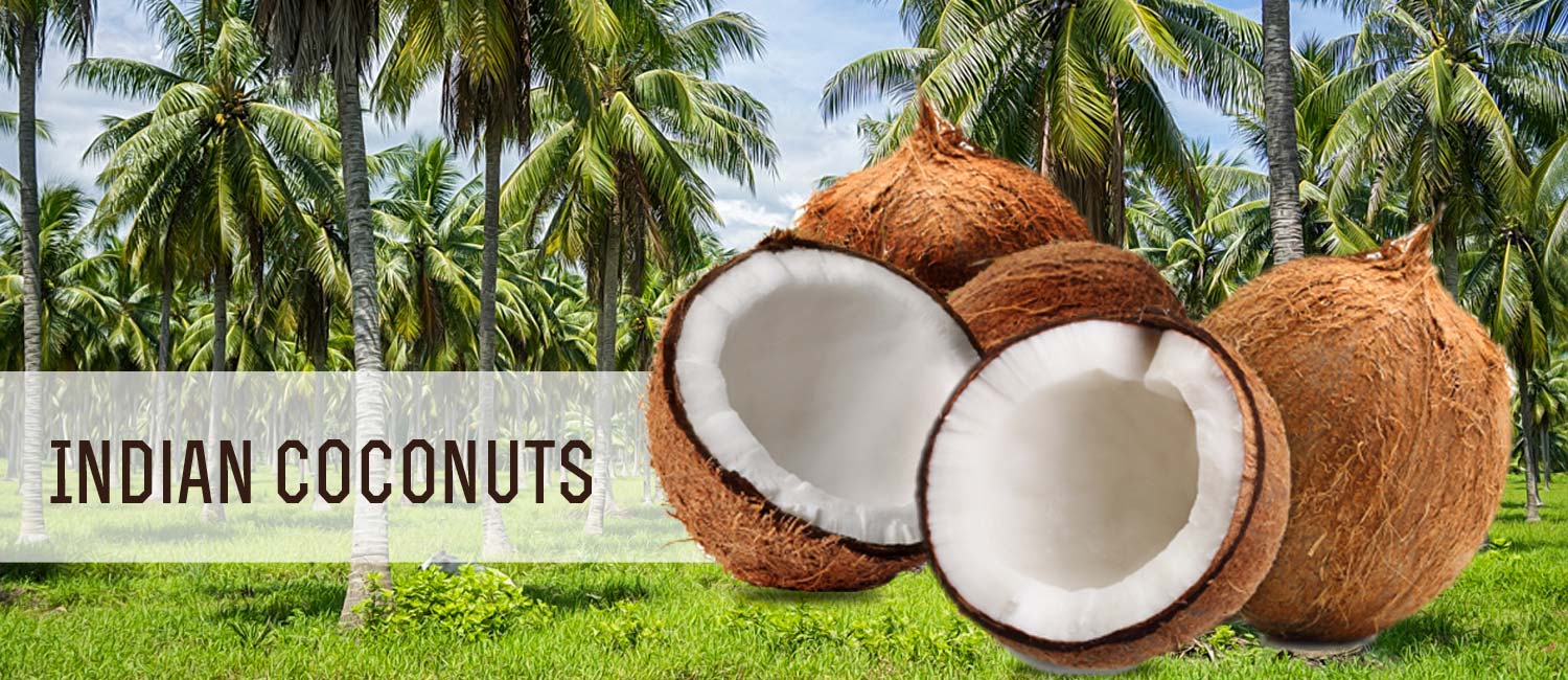 Geewin Exim - Coconut Wholesale Exporters & Suppliers in India